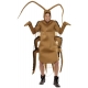 Cafard - Insecte
